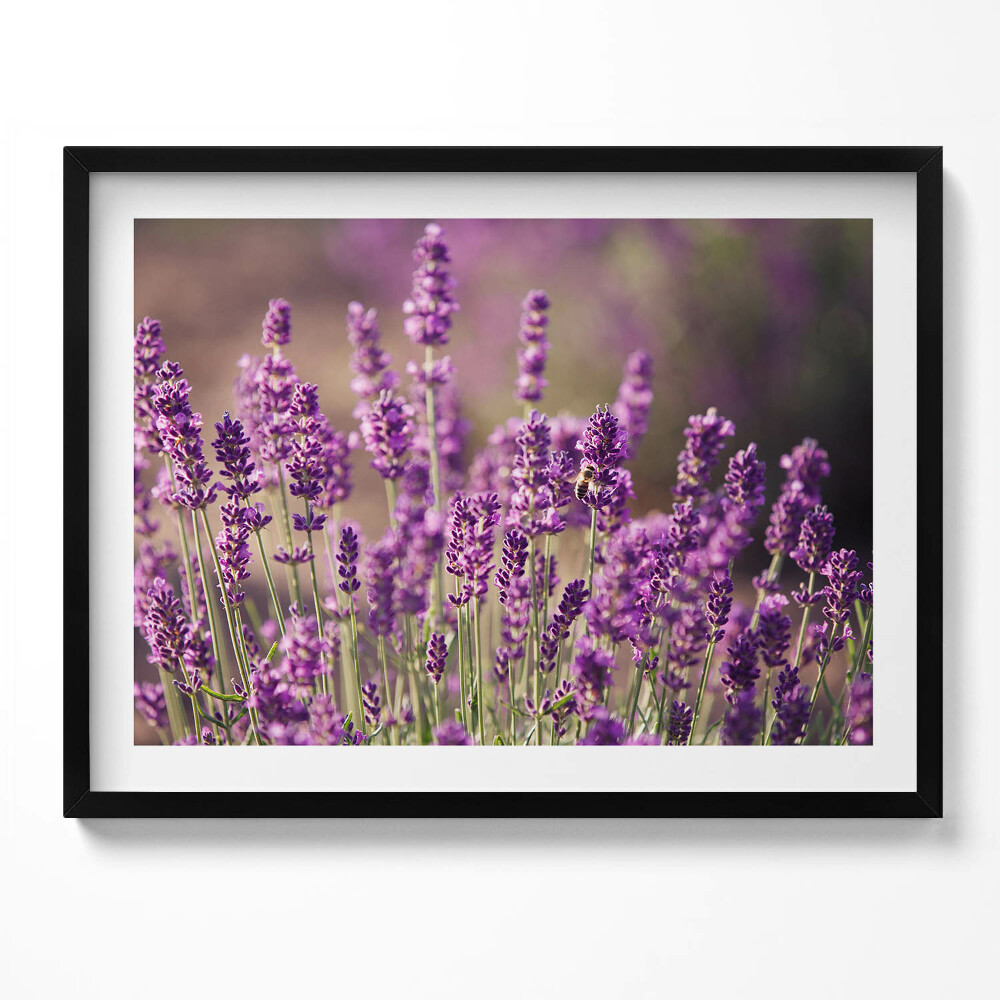Obraz s rámem Levandulová květinová louka