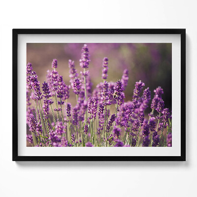 Obraz s rámem Levandulová květinová louka