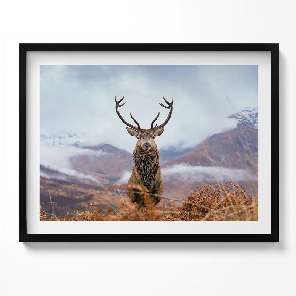 Obraz s rámem Jelen na horské mýtině