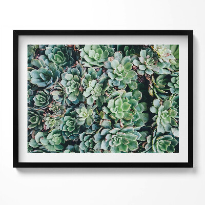 Obraz s rámem Zelené sukulentní rostliny