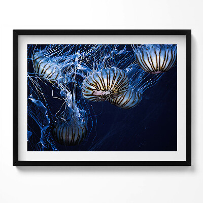 Obraz s rámem Modré medúzy ve vodě