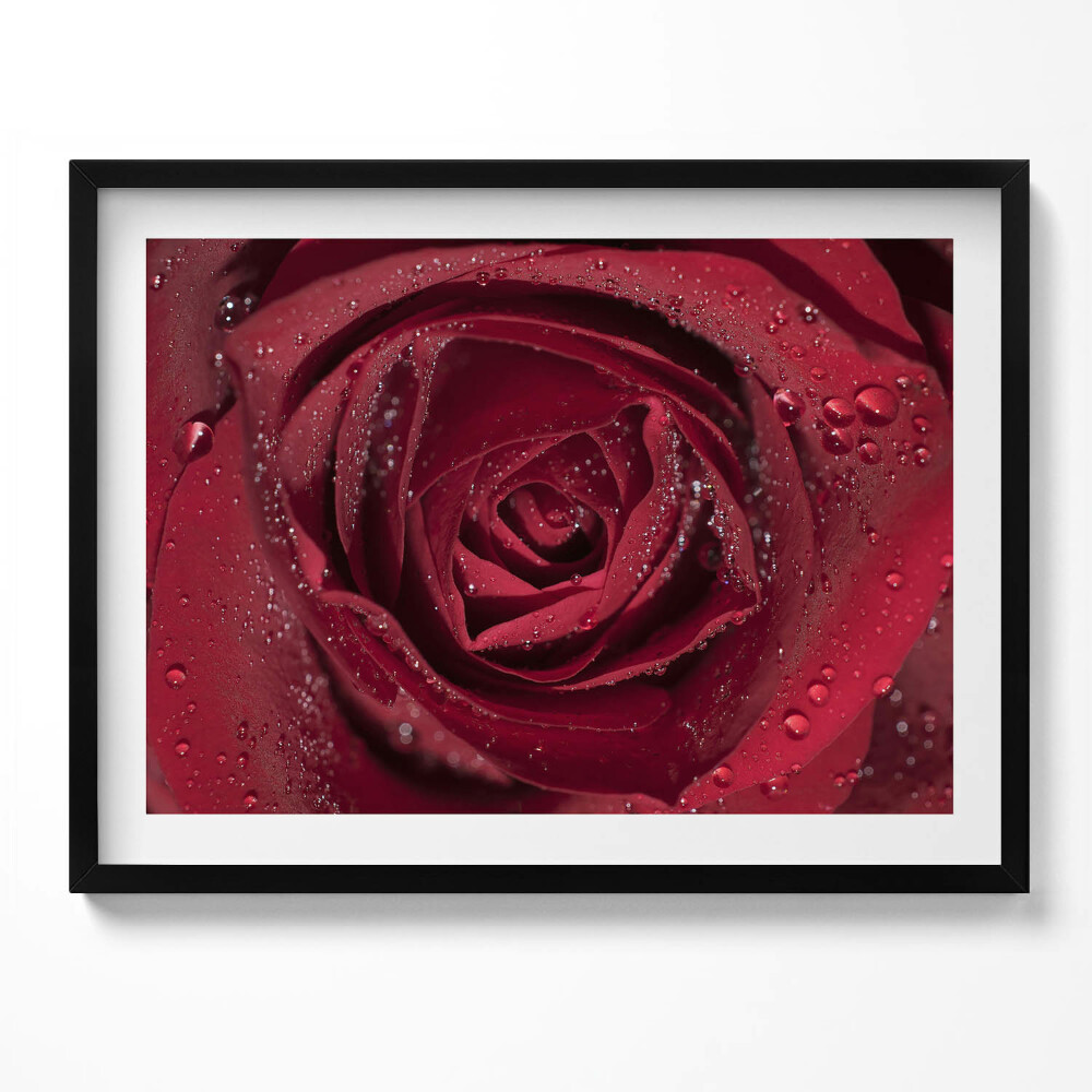 Obraz s rámem Detailní záběr na červenou růži v rose