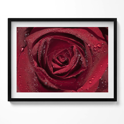 Obraz s rámem Detailní záběr na červenou růži v rose