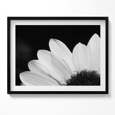 Obraz s rámem Okvětní lístky sedmikrásky v černé a bílé