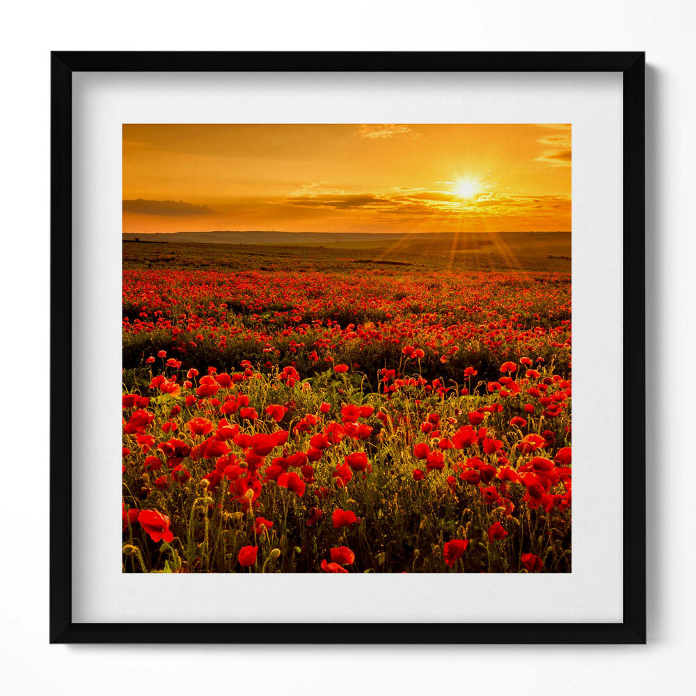 Obraz v rámu efektivní Krajina louky květů máku