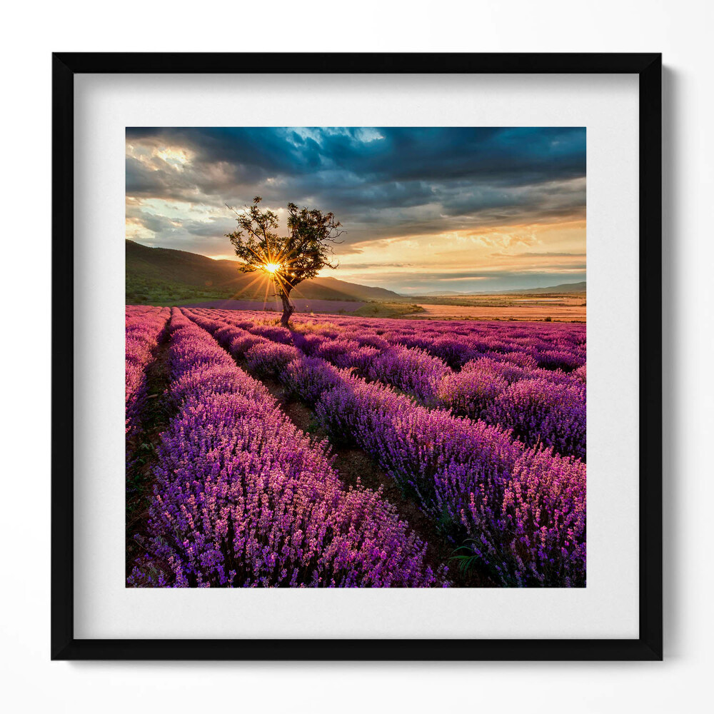 Obraz v rámu efektivní Krajina levandulového pole