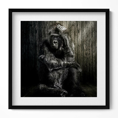 Obraz v rámu efektivní Opice dumající ve stínu