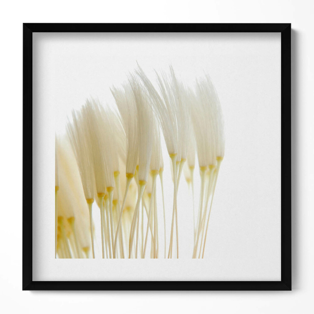 Obraz v rámu efektivní Bílé jemné trávy