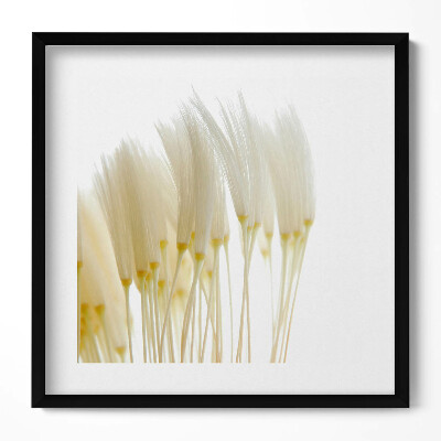 Obraz v rámu efektivní Bílé jemné trávy