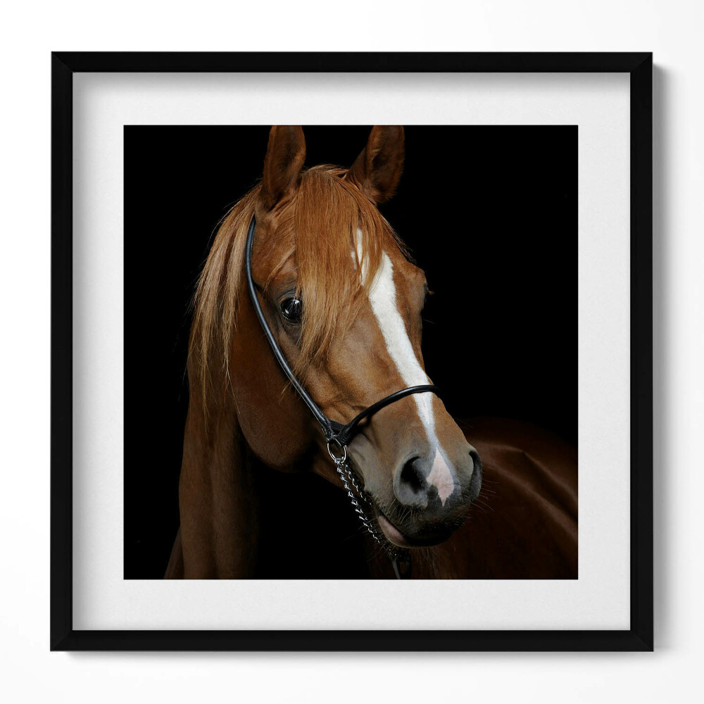 Obraz v rámu efektivní Hnědý kůň
