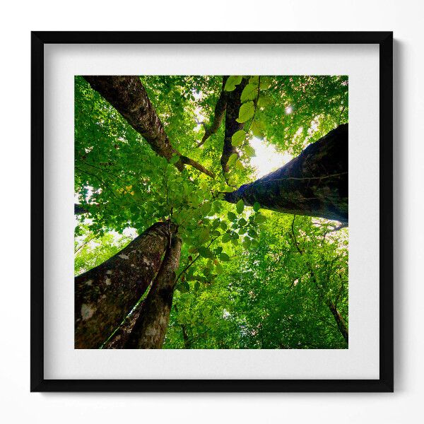 Obraz v rámu efektivní Zelené listnaté stromy