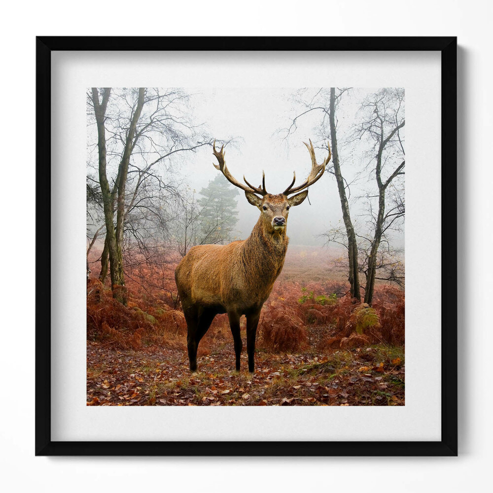 Obraz v rámu efektivní Jelen v lese na podzim