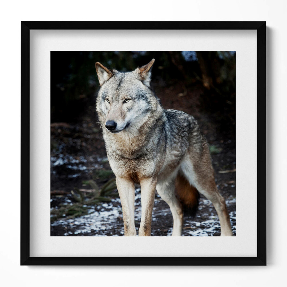 Obraz v rámu efektivní Divoké zvíře vlk v lese