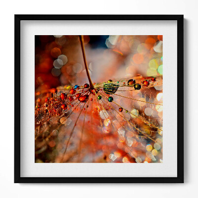 Obraz v rámu efektivní Pampeliška a rosa