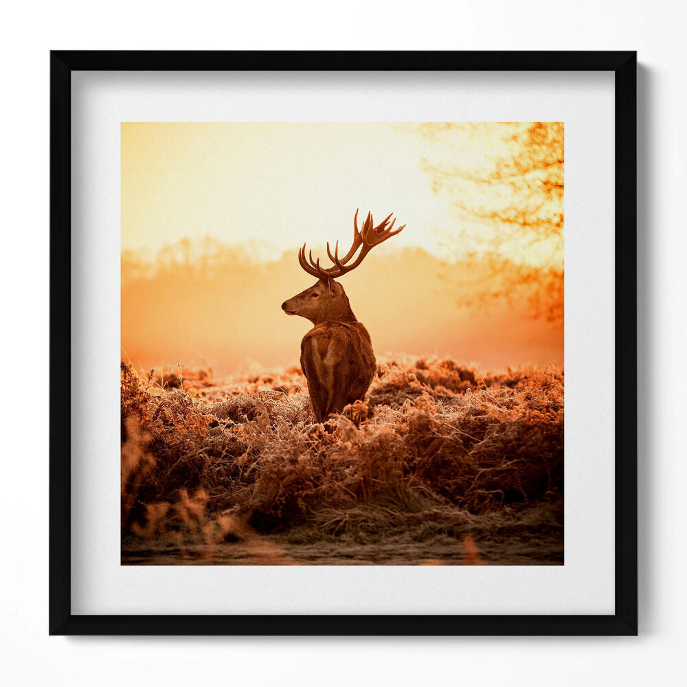 Obraz v rámu efektivní Jelen při východu slunce