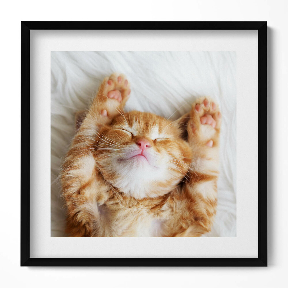 Obraz v rámu efektivní Malé spící kotě
