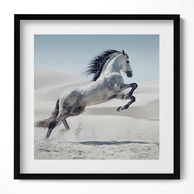 Obraz v rámu efektivní Cválající bílý kůň