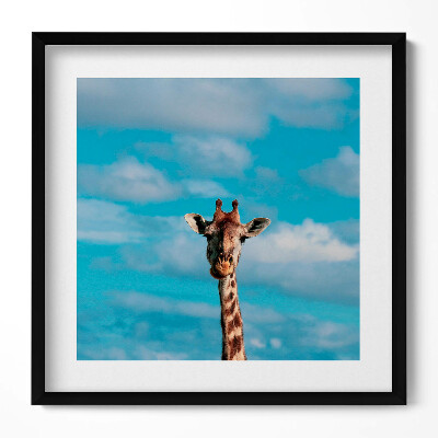 Obraz v rámu efektivní Hlava žirafy proti obloze