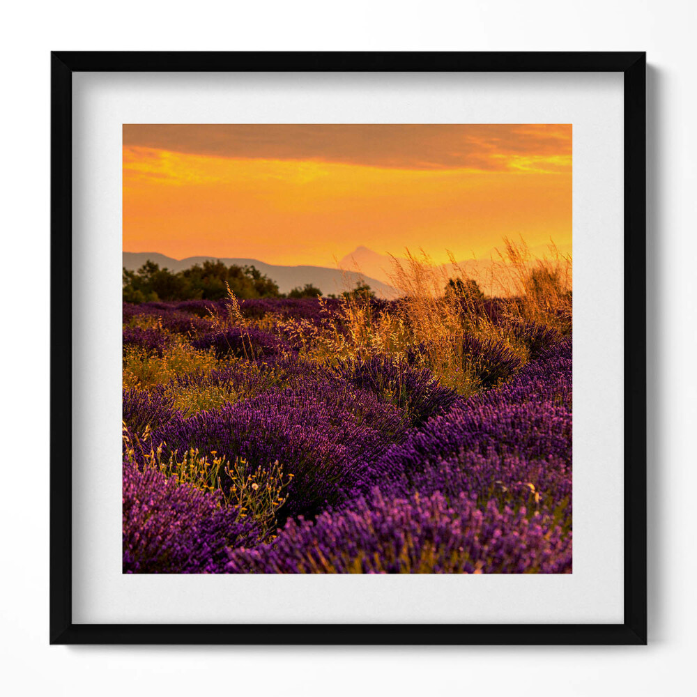 Obraz v rámu efektivní Levandulová louka Provence Francie