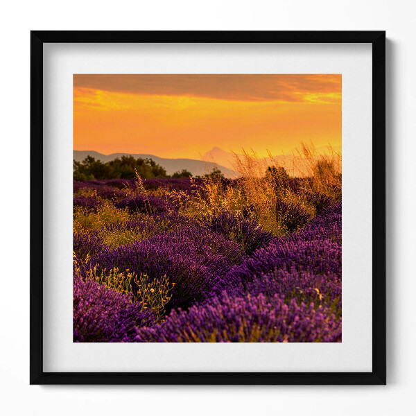 Obraz v rámu efektivní Levandulová louka Provence Francie