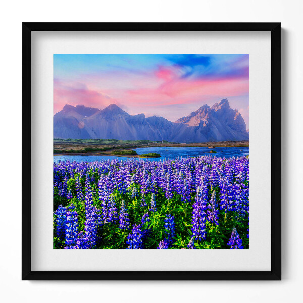 Obraz v rámu efektivní Levandulová pole - Island