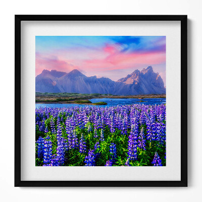 Obraz v rámu efektivní Levandulová pole - Island