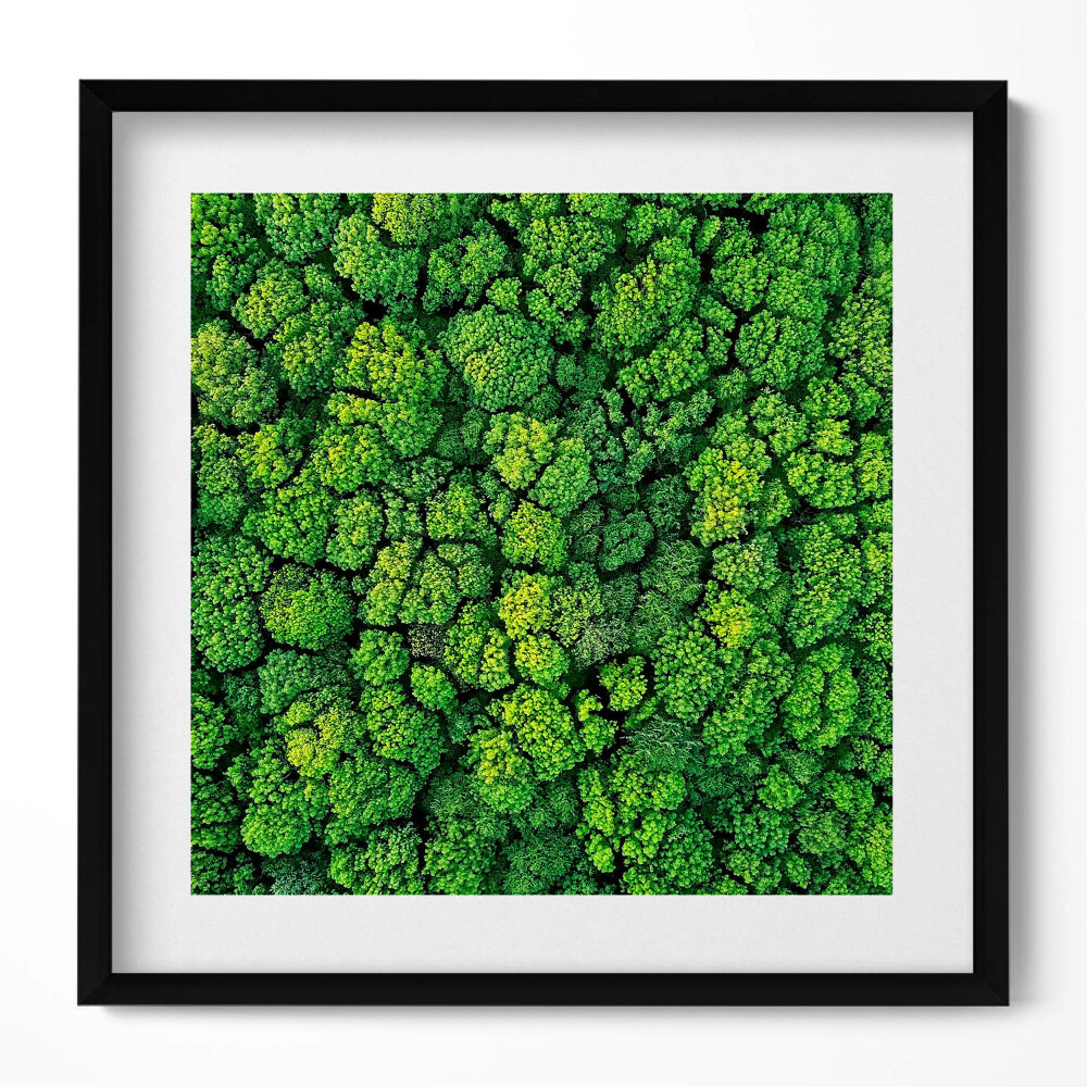 Obraz v rámu efektivní Les z ptačí perspektivy