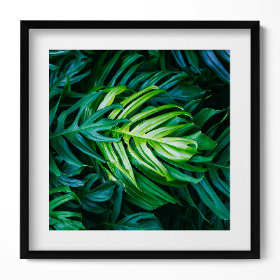 Obraz v rámu efektivní Divoké monstera listy