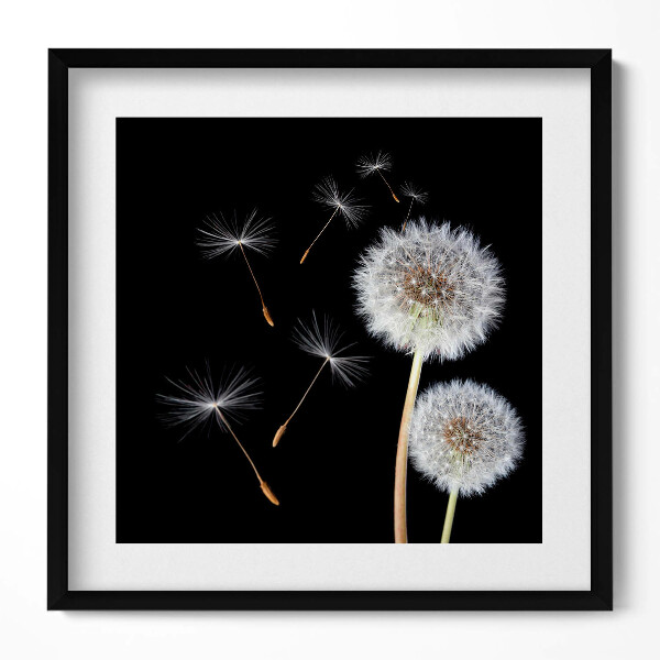 Obraz v rámu efektivní Dvě pampelišky