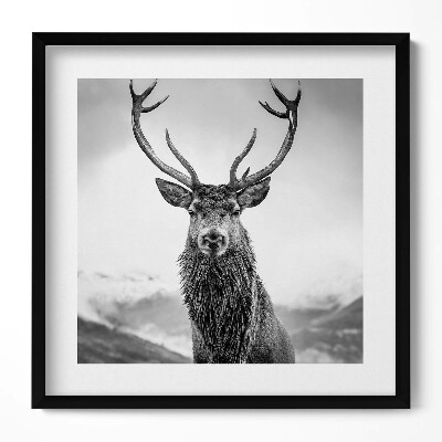 Obraz v rámu efektivní Černá a bílá jelen zvíře