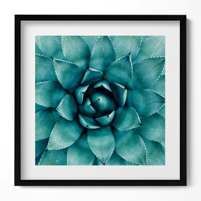 Obraz v rámu efektivní Zelená sukulentní rostlina