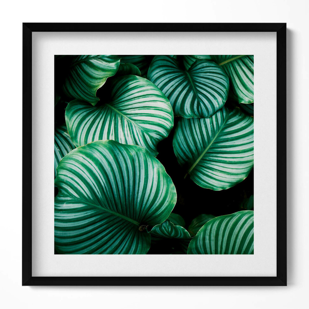 Obraz v rámu efektivní Velké zelené listy