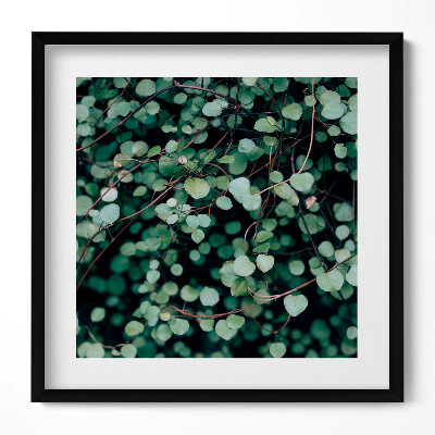 Obraz v rámu efektivní Drobné listy rostliny