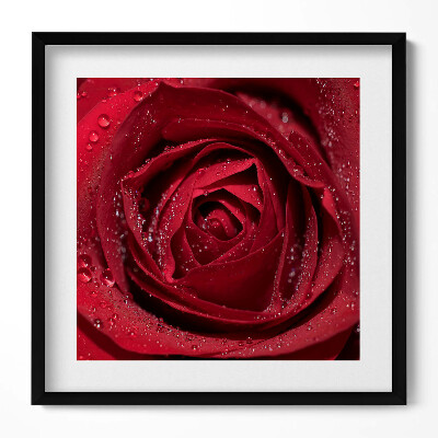 Obraz v rámu efektivní Detailní záběr na červenou růži v rose