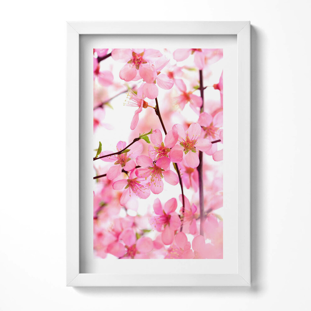 Obraz s rámem elegantní Růžové jarní květiny na větvích