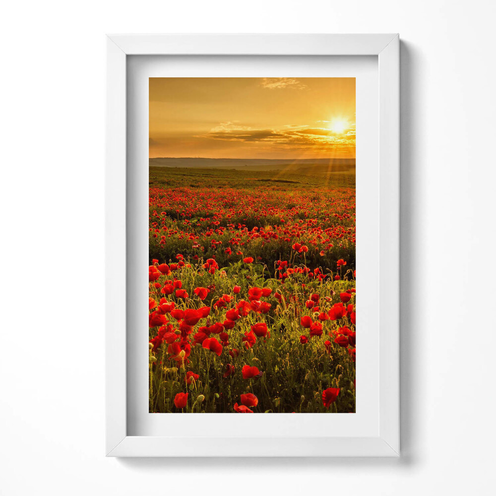 Obraz s rámem elegantní Krajina louky květů máku