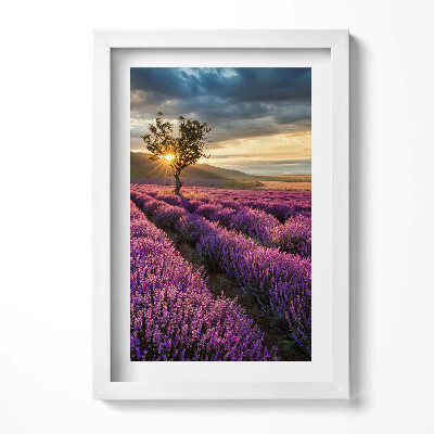 Obraz s rámem elegantní Krajina levandulového pole