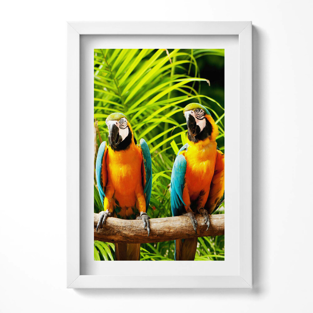 Obraz s rámem elegantní Dva barevné papoušky ara v džungli