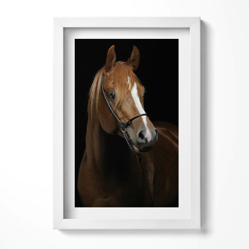 Obraz s rámem elegantní Hnědý kůň