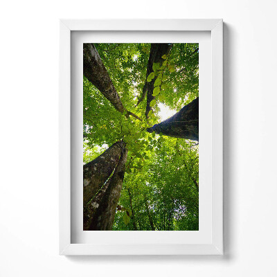 Obraz s rámem elegantní Zelené listnaté stromy
