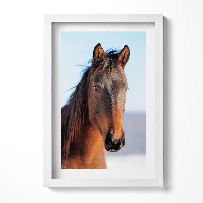 Obraz s rámem elegantní Hlava hnědého koně