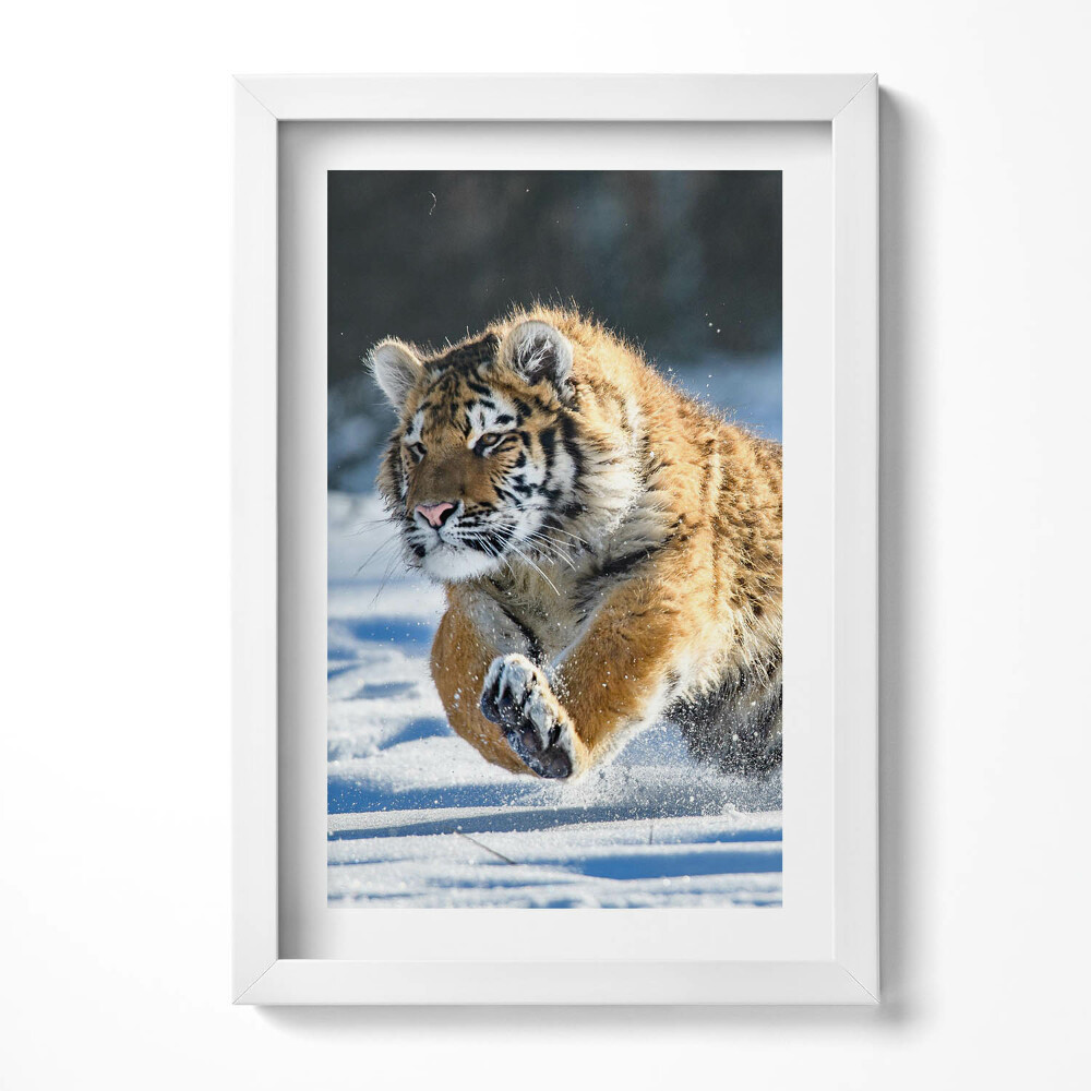 Obraz s rámem elegantní Nadýchaný tygr ve sněhu