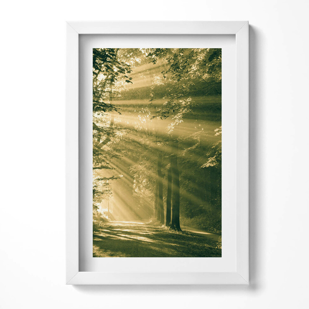 Obraz s rámem elegantní Sluneční paprsky v lese
