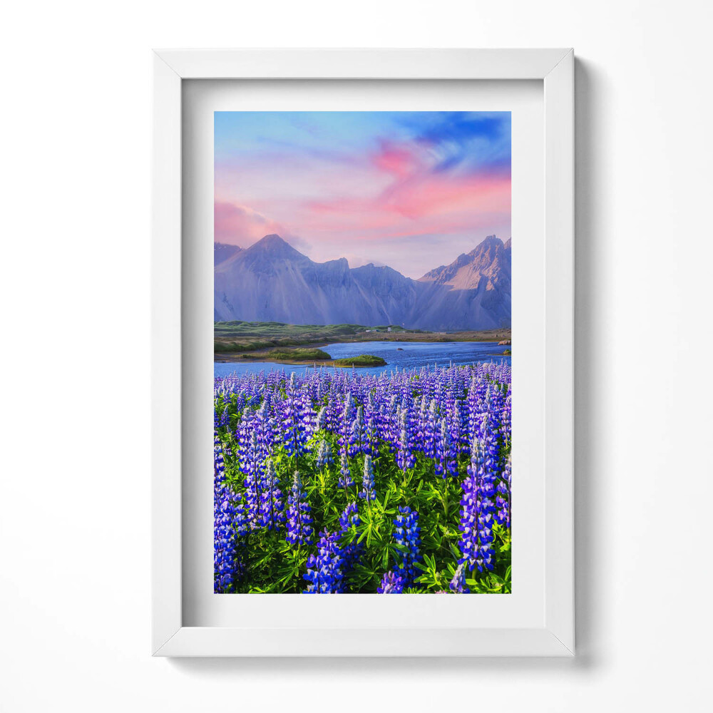 Obraz s rámem elegantní Levandulová pole - Island