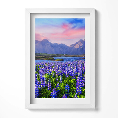 Obraz s rámem elegantní Levandulová pole - Island