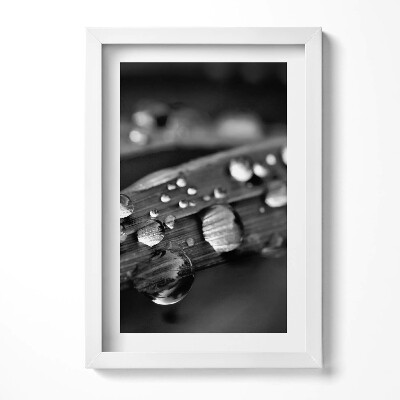 Obraz s rámem elegantní List Rosa Černá a bílá