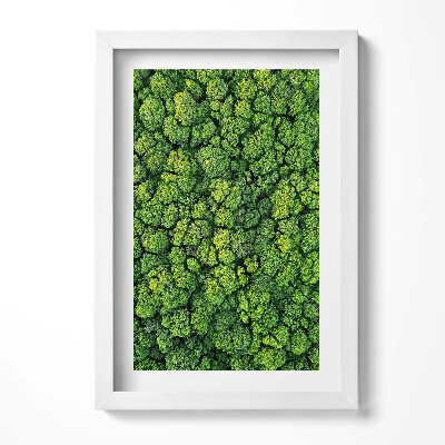 Obraz s rámem elegantní Les z ptačí perspektivy