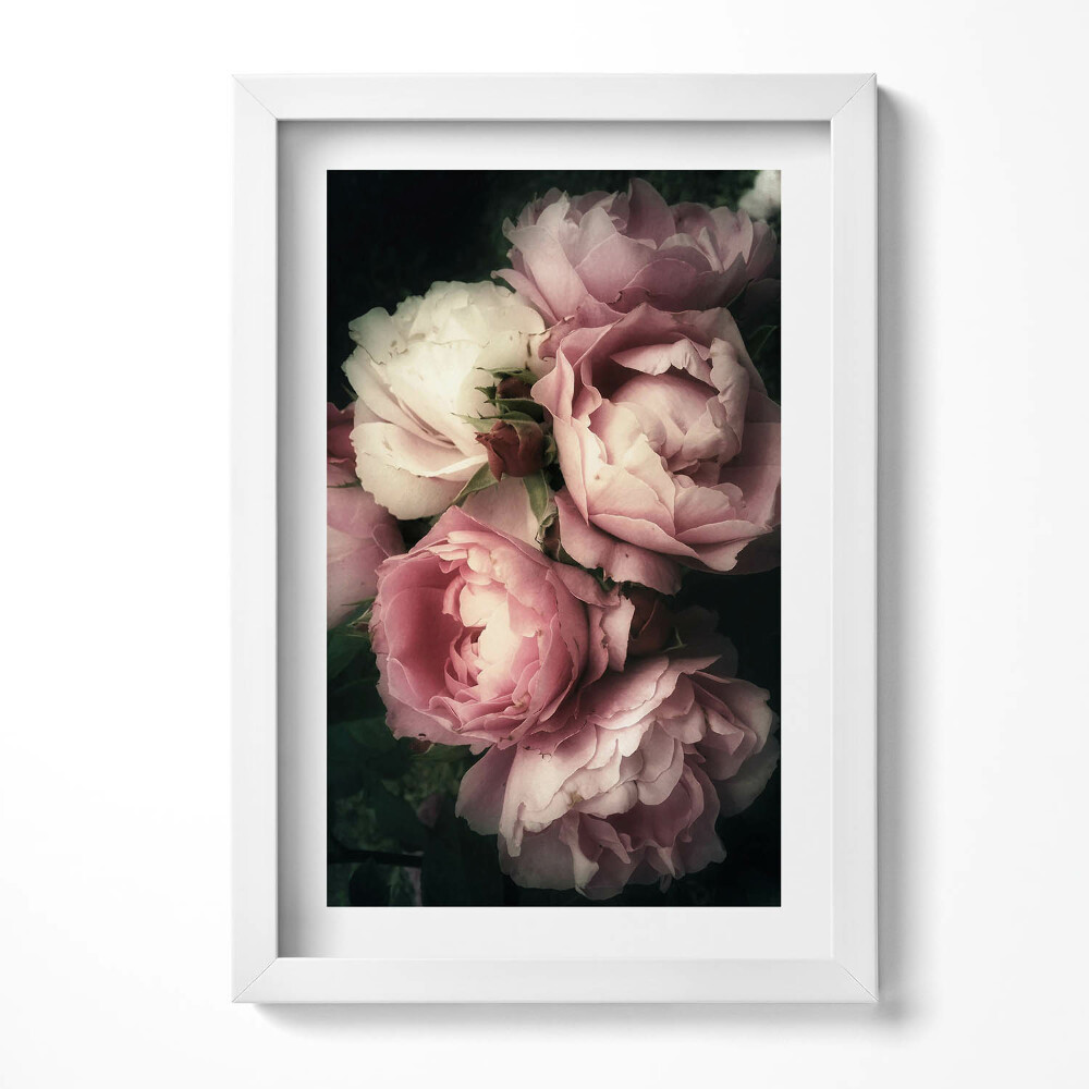 Obraz s rámem elegantní kytice růžových historických růží