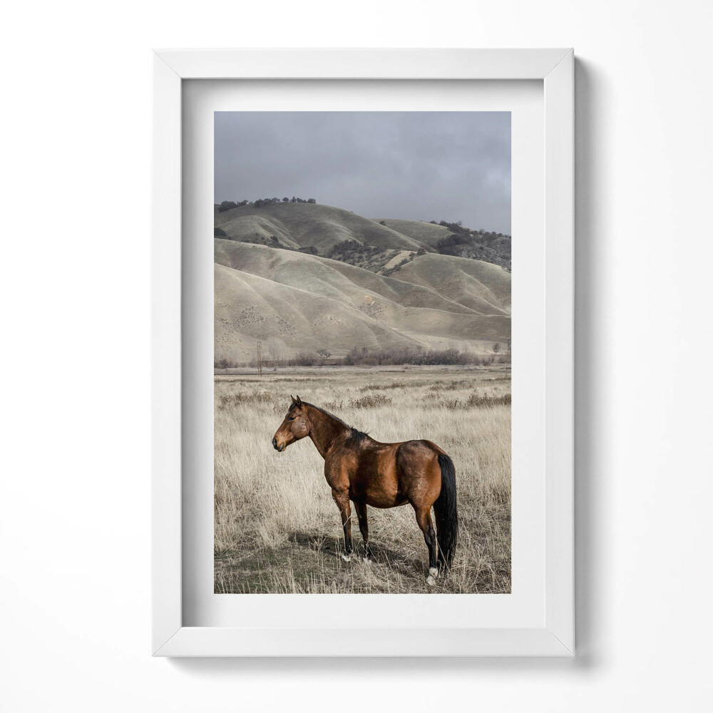 Obraz s rámem elegantní Oře mezi trávou