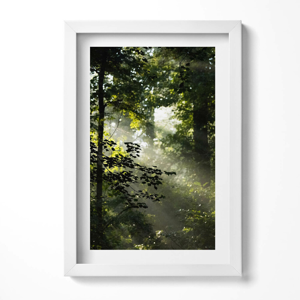 Obraz s rámem elegantní Sluneční paprsky a stromy
